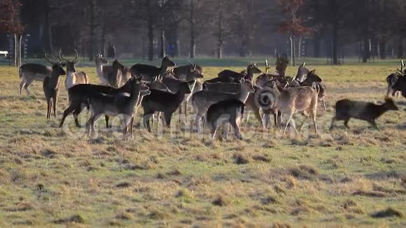 霜晨的浅鹿群视频的预览图
