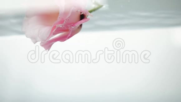 一朵鲜艳的粉红色花落在清澈的清水里游来游去这朵花有一个绿色的花梗和一个茎近景视频的预览图