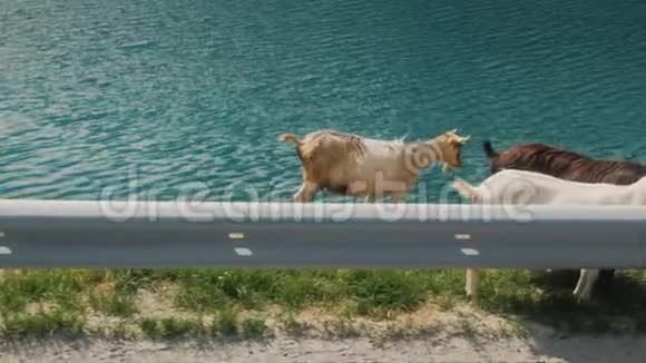 几只山羊在路边散步从公共汽车的窗户上可以看到在挪威旅行视频的预览图