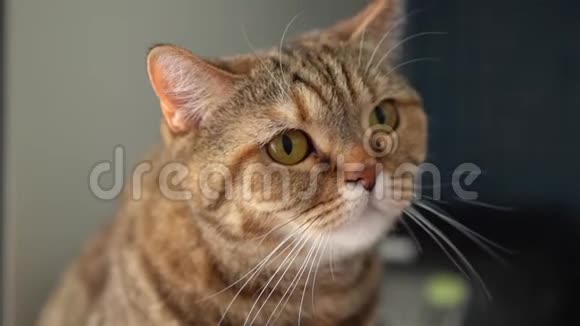 苏格兰红猫舔嘴唇露出舌头视频的预览图
