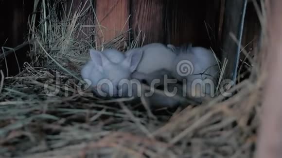许多小兔子睡在巢里视频的预览图