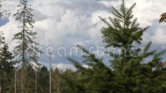 阴天森林中高大的松树视频的预览图