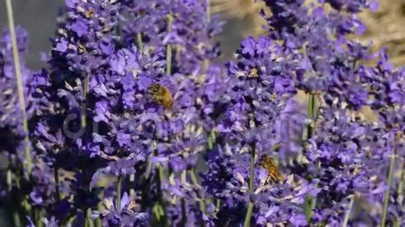 春日农场薰衣草花开的蜜蜂视频的预览图