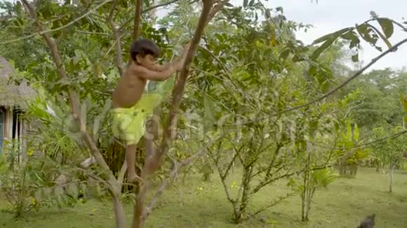 土著男孩正在他的家乡亚马逊村爬树视频的预览图