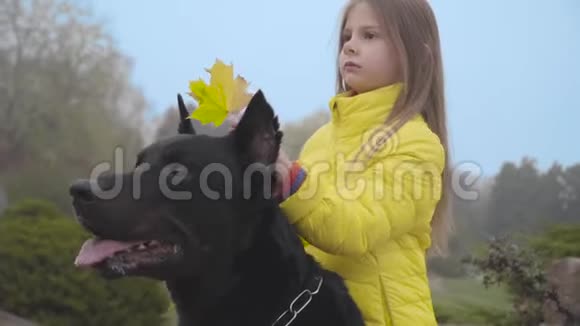 美丽的大黑德伯曼的头特写小可爱的女孩站在后面穿黄色外套的漂亮孩子视频的预览图