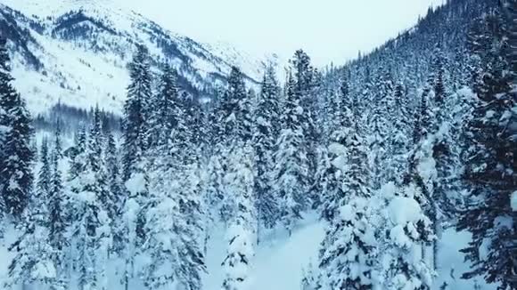 空中顶部无人机飞行视野云杉和松林覆盖雪冬天美丽的山狂野的自然视频的预览图
