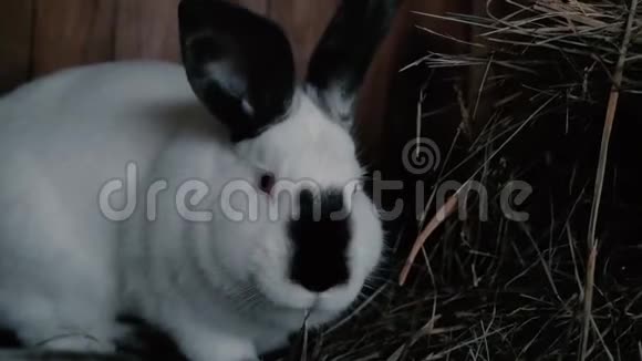 兔子在农场的笼子里吃干草视频的预览图