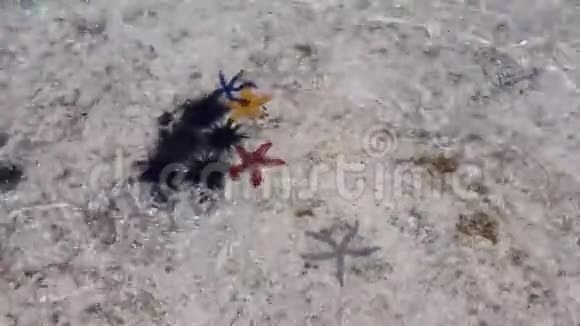 红黄蓝星鱼在沙滩上潜游视频的预览图