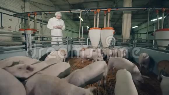 农场的猪在一名男性工人的控制下沙沙作响视频的预览图