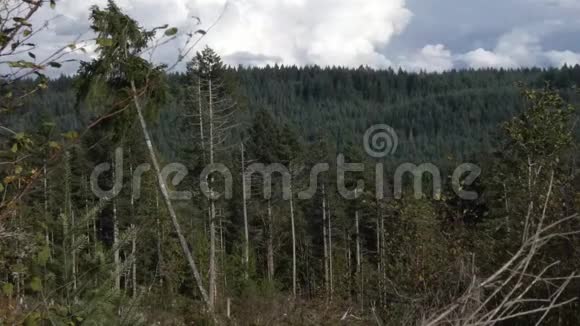 阴天森林中高大的松树视频的预览图