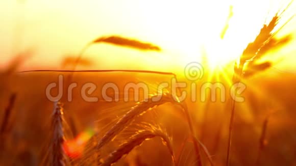 日落雨点落在小麦的耳朵上视频的预览图
