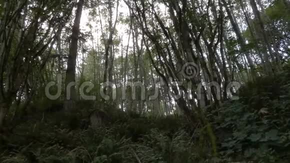 茂密的森林高大的树木覆盖着苔藓和蕨类植物视频的预览图