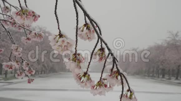 东京大雪中樱花的特写视频的预览图