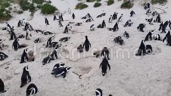 黑脚企鹅在好望角博尔德海滩视频的预览图