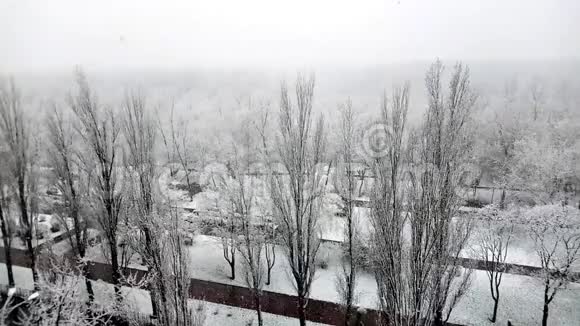 在乌克兰基辅一个美丽的城市公园里冬天飘落的白雪和白树视频的预览图