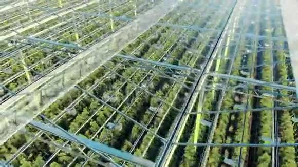 温室鸟瞰工业温室的壮丽景色绿色的种植园穿过透明的天花板视频的预览图