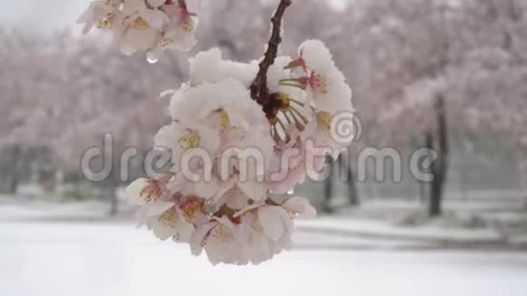 东京大雪中樱花的特写视频的预览图