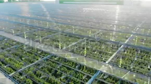 农业农业产业农业理念里面有植物的大温室视频的预览图