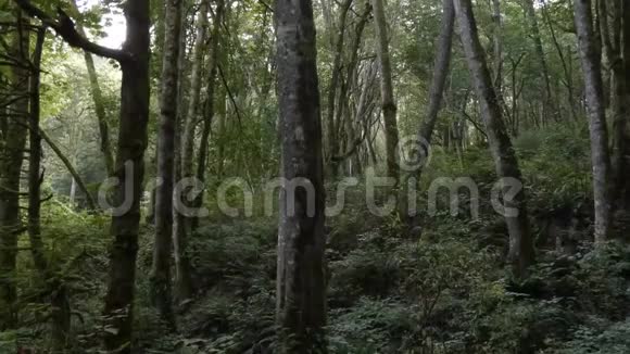 茂密的森林高大的树木覆盖着苔藓和蕨类植物视频的预览图