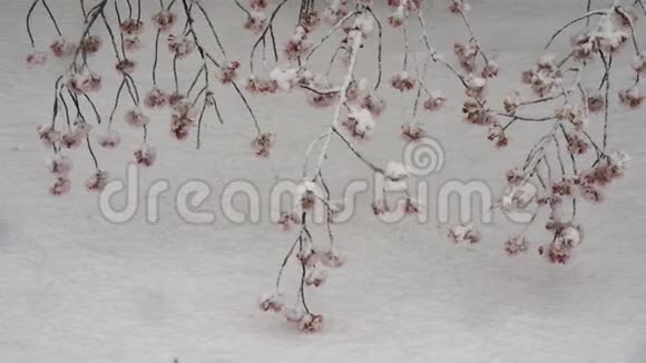 樱花枝在东京大雪中触地视频的预览图