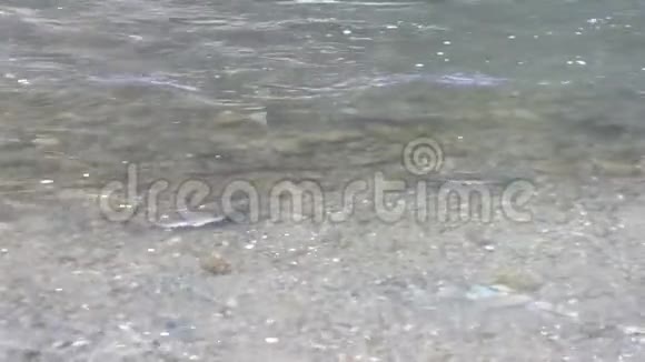 华盛顿州河里有鲑鱼在清水中游动视频的预览图