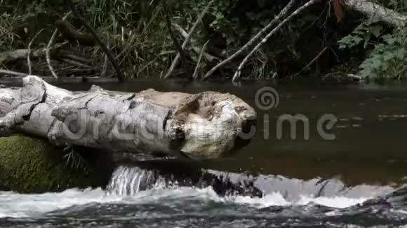 一棵老掉下来的树沿着河边的水视频的预览图