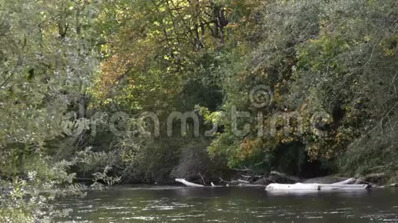 初秋一条河流穿过茂密的森林视频的预览图