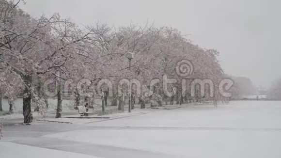 东京大雪中樱花下席视频的预览图