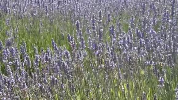 春日农场薰衣草花开的蜜蜂视频的预览图