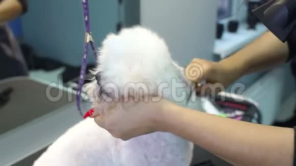 兽医用吹风机把狗头发擦干给一只狗梳BichonFrise视频的预览图