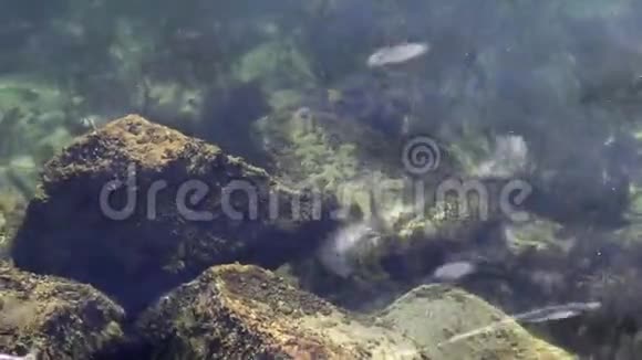 湖底有海藻和阳光视频的预览图