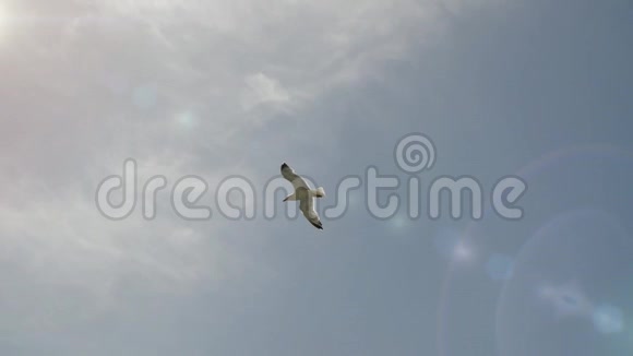 从蓝天上两只迷人的海鸥的美丽飞行下在云层和阳光的背景下拍摄视频的预览图
