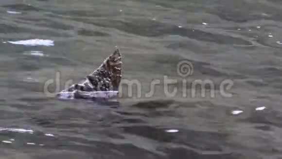 死太平洋西北鲑鱼尾鳍在河水之上升起视频的预览图