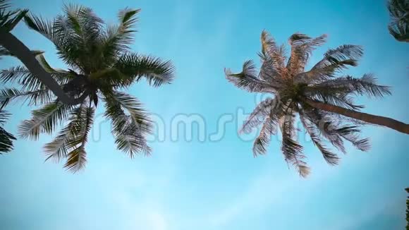 热带棕榈树在风中摇曳的底部景色视频的预览图