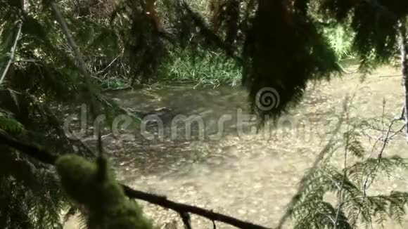 十月产卵时鲑鱼在河中游到树下视频的预览图