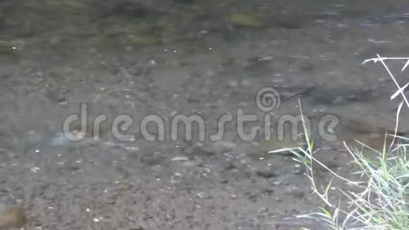 华盛顿州河里有鲑鱼在清水中游动视频的预览图