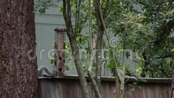 松鼠在喂鸟器附近沿着栅栏奔跑视频的预览图