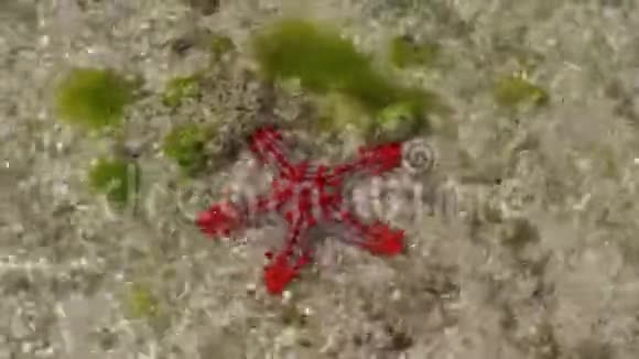 红星鱼在沙滩上水下视频的预览图