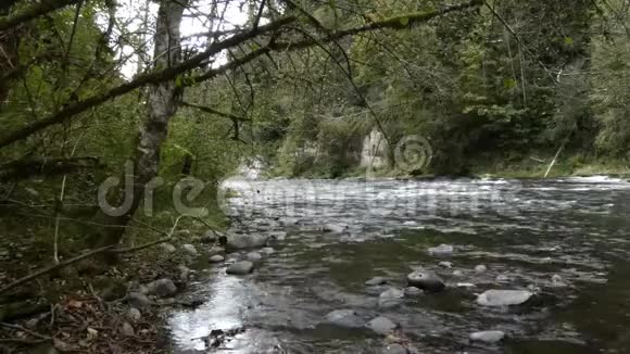 森林中的河流秋天在树下流过视频的预览图
