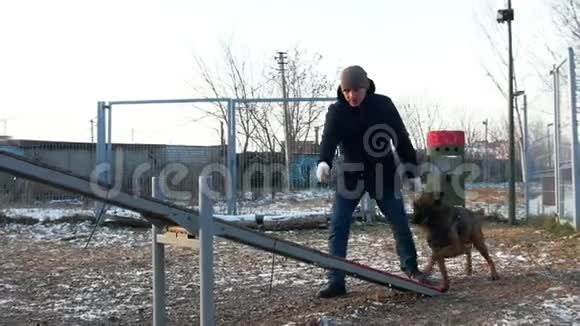 一只德国牧羊犬在户外双人秋千训练中行走视频的预览图