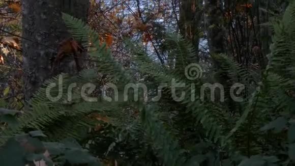 从小路上爬到树林里的声音视频的预览图