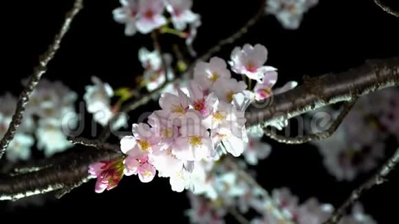 日本东京2020年3月23日在东京黎明的强风下特写樱花和花蕾视频的预览图