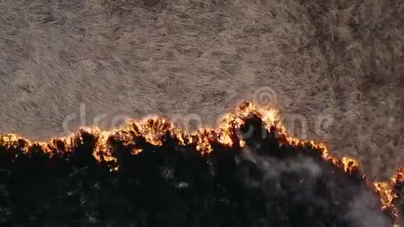 自然灾害烧田史诗空中摄影烟雾云火蔓延砍伐森林焚烧干旱视频的预览图