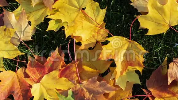 黄色的秋叶散落在绿草上相机旋转放大视频的预览图
