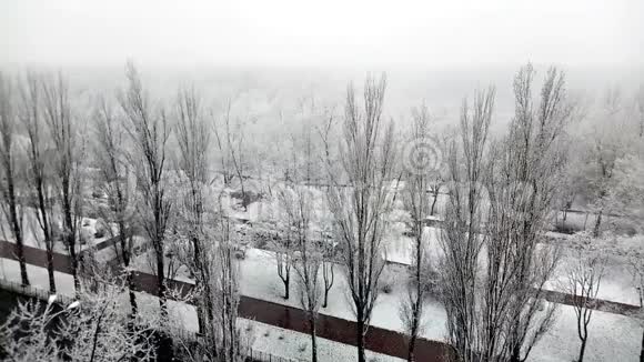 秋天的雪冬天的白树和美丽的城市公园里的公路视频的预览图