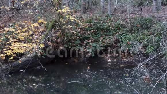 水和树叶在近落灌木丛的小水池中流动视频的预览图