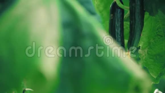 绿色的叶子和成熟的黄瓜在其中视频的预览图
