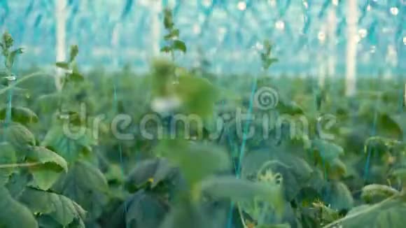绿色系在绿色植物中的黄瓜视频的预览图