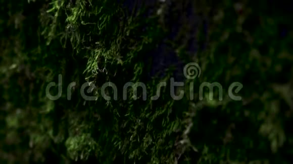 甲虫在布满绿色苔藓的墙上行走视频的预览图