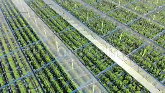 生长在温室里的绿色植物农业农业产业农业理念视频的预览图